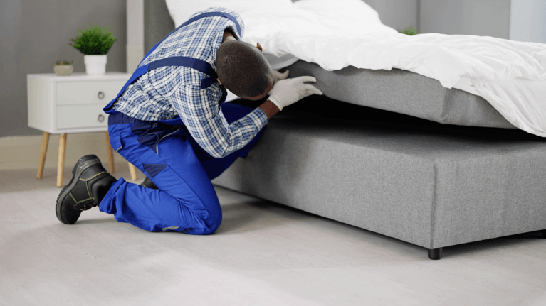 Bed Bug Removal Services